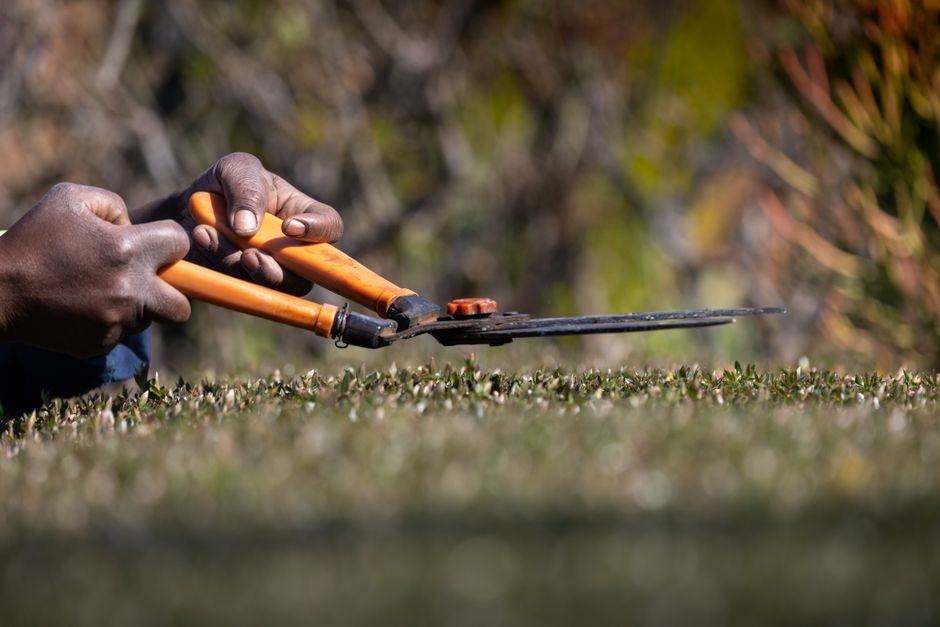Trimming a hedge with garden shears