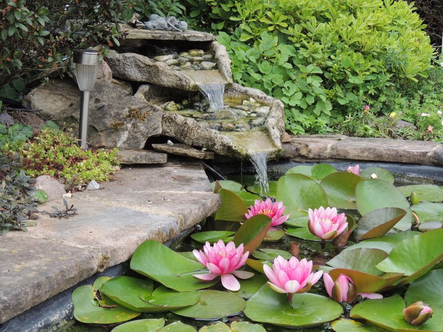 Lily pond in Bountiful
